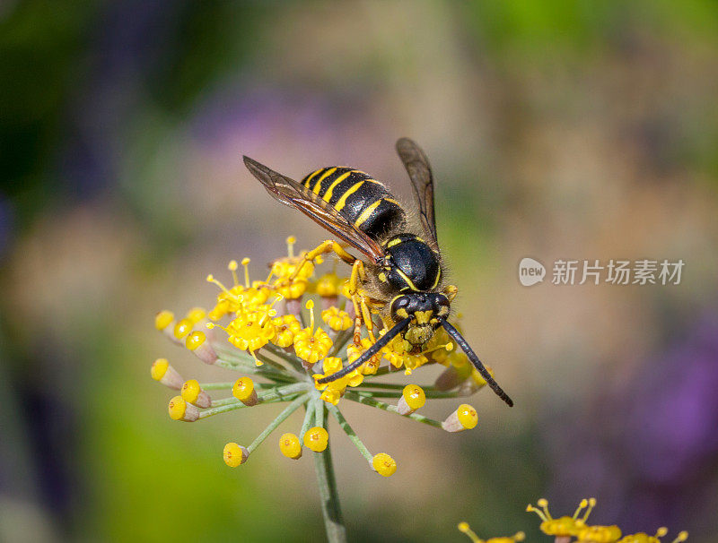 Common aerial yellowjacket, Common yellow hornet, (Dolichovespula arenaria), guêpe jaune, yellow wasp.